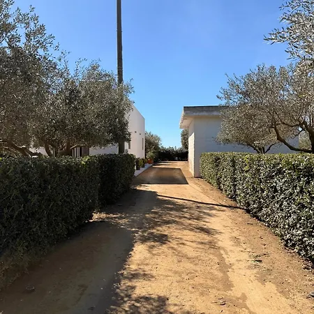 La corte degli ulivi-2