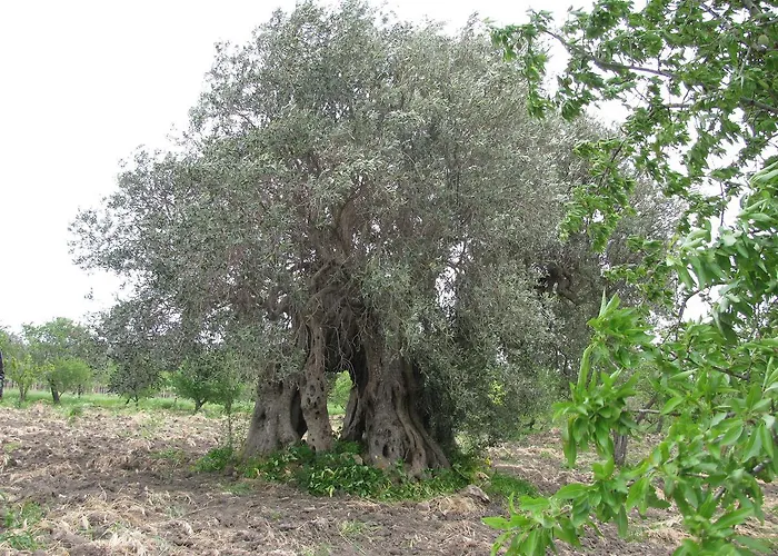 B&B Macalube Aragona