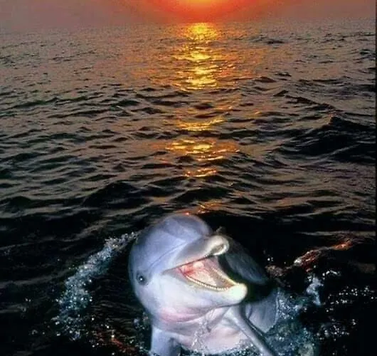 Aspra al delfino bianco